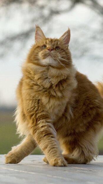 Fluffy orange Maine Coon cat walking outdoors with a focused expression