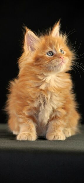 Fluffy orange Maine Coon kitten sitting against black background looking upwards