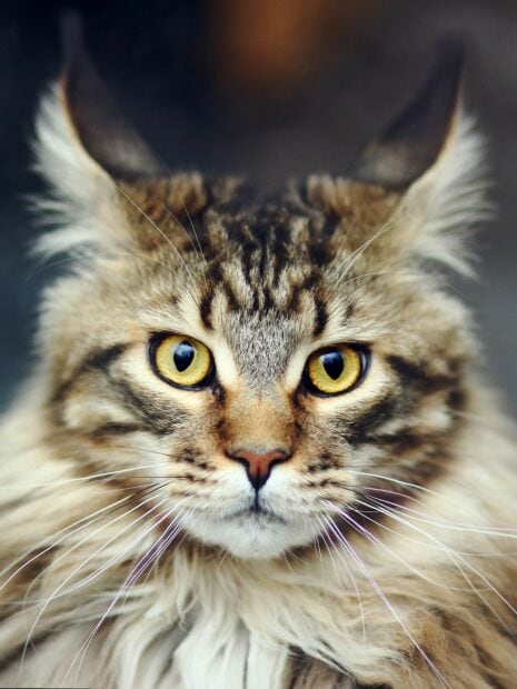 Close up of a Maine Coon showing its yellow eyes and long fur on a blurred background