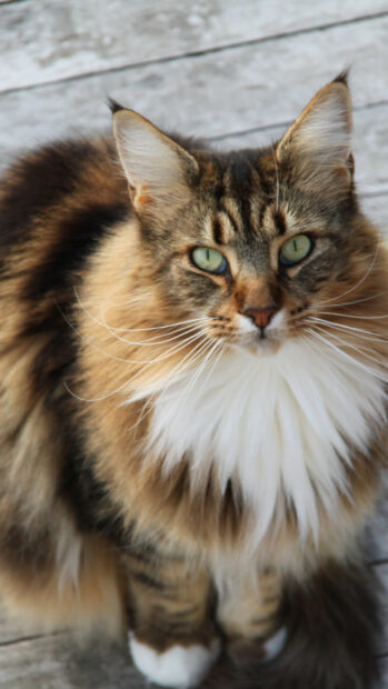 Fluffy Maine Coon cat with green eyes sitting on wooden floor