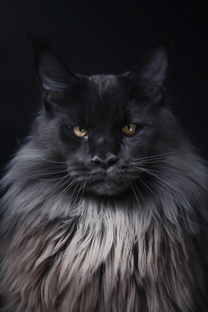 Majestic Maine Coon cat with thick fur and golden eyes on a dark background