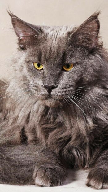 Close up of a Maine Coon cat with yellow eyes and thick gray fur lying down