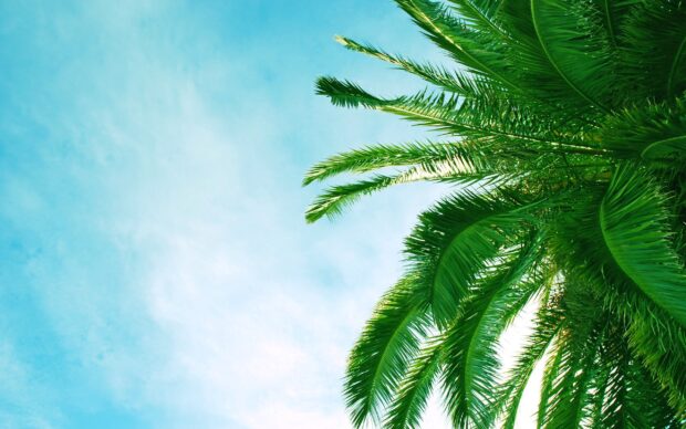 Lush green palm leaves under clear blue sky in Mallorca
