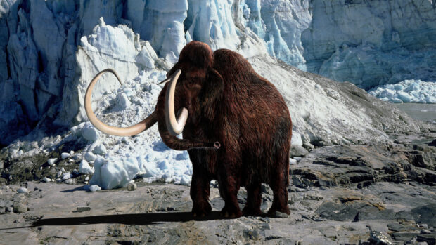 A woolly mammoth standing on rocky ground near an icy glacier in a cold environment