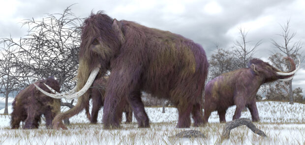 A herd of mammoth animals standing on snowy ground with bare trees in the background