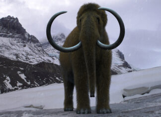 A woolly mammoth standing on snowy rocky terrain in front of snow covered mountains during a snowstorm