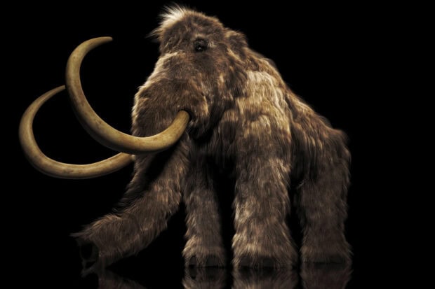 A detailed mammoth standing on a reflective surface with long curved tusks and thick fur