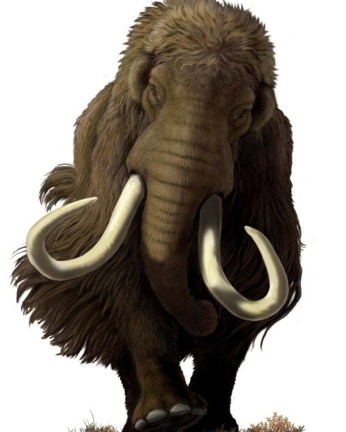 A large mammoth with long curved tusks standing on the ground