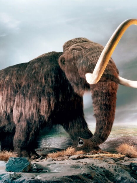 A large woolly mammoth standing on rocky ground with overcast sky in the background