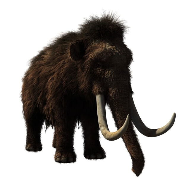 A large woolly mammoth standing with curved tusks and thick fur on white background