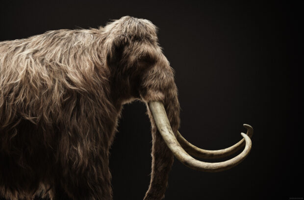A majestic mammoth with long curved tusks and thick fur standing against a dark background