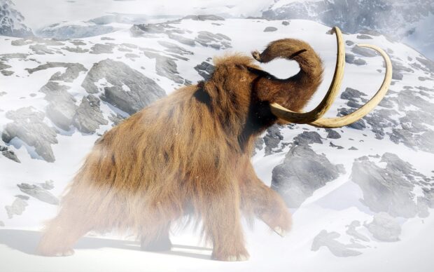 A woolly mammoth walking through a snowy mountainous landscape with large curved tusks