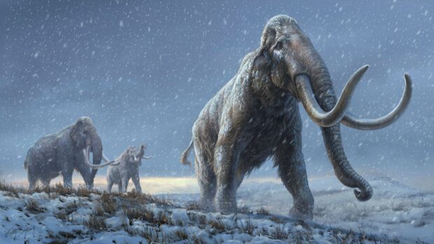 Mammoth walking through snowy landscape with herd in cold environment