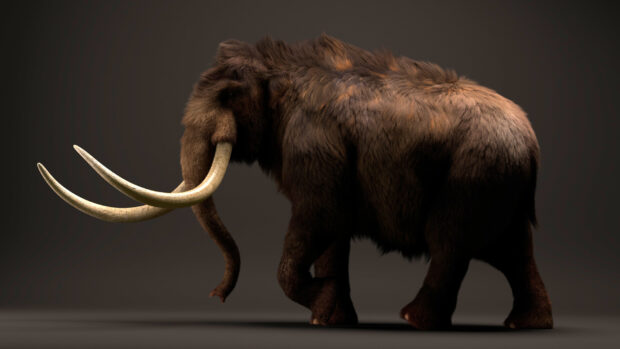 A detailed side view of a mammoth covered in thick fur walking on a dark surface