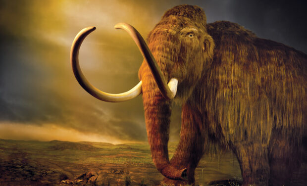 A detailed woolly mammoth standing in a prehistoric landscape at sunset