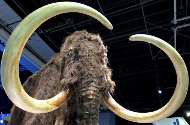 A close up of a mammoth with large curved tusks displayed in a museum setting