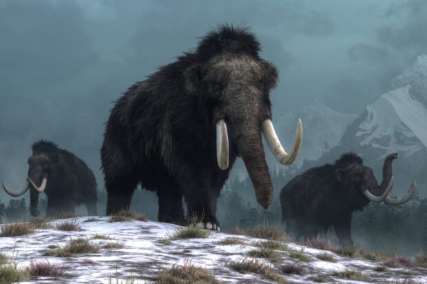 A herd of mammoths walking on a snowy landscape with mountains in the background