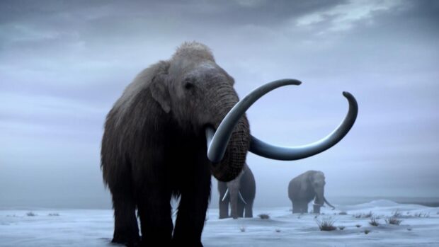 A large mammoth standing on snowy terrain with other mammoths in the background