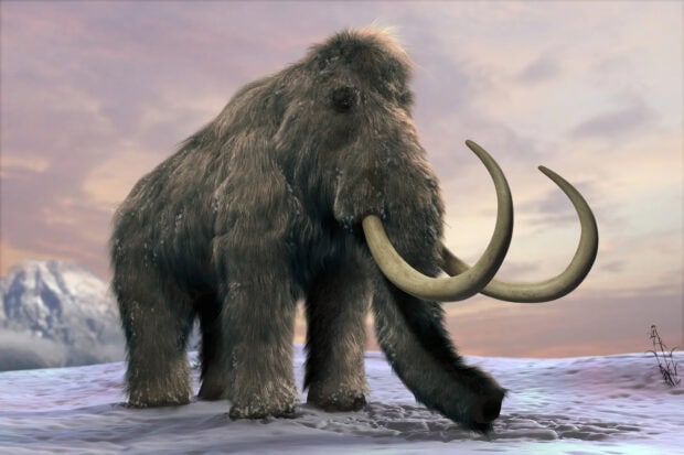 A mammoth walking on snow covered ground with a sunset sky in the background