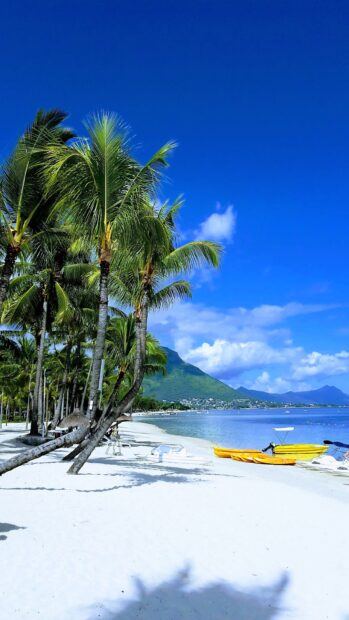 Coconut trees and pristine beach view in Mauritius Island under clear blue sky
