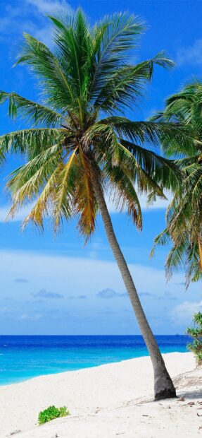 A tropical paradise with palm trees on a white sandy beach in Mauritius Island