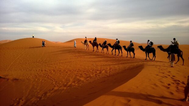 A caravan of camels walking along the desert sand dunes in Middle East