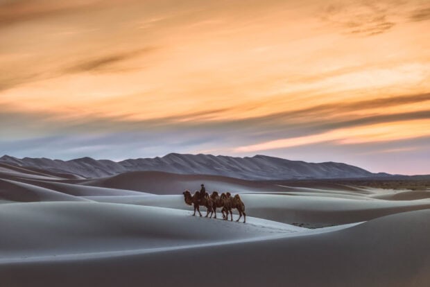 A camel caravan crossing vast sand dunes under a colorful sunset sky in Mongolia