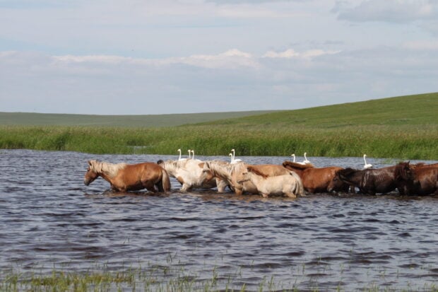 A herd of Mongolia horses walking through shallow water with swans in the grassland background