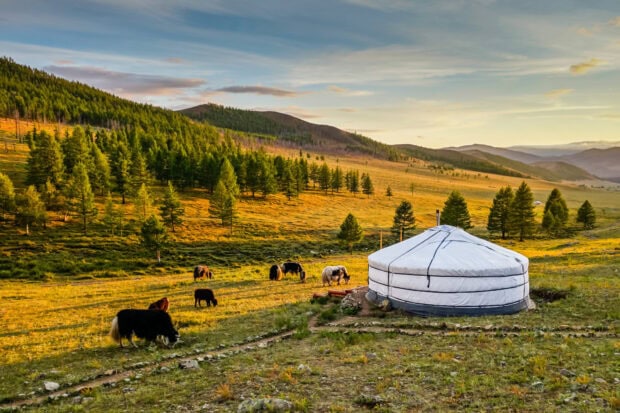 Traditional Mongolian ger in a forested mountain landscape with grazing yaks in Mongolia