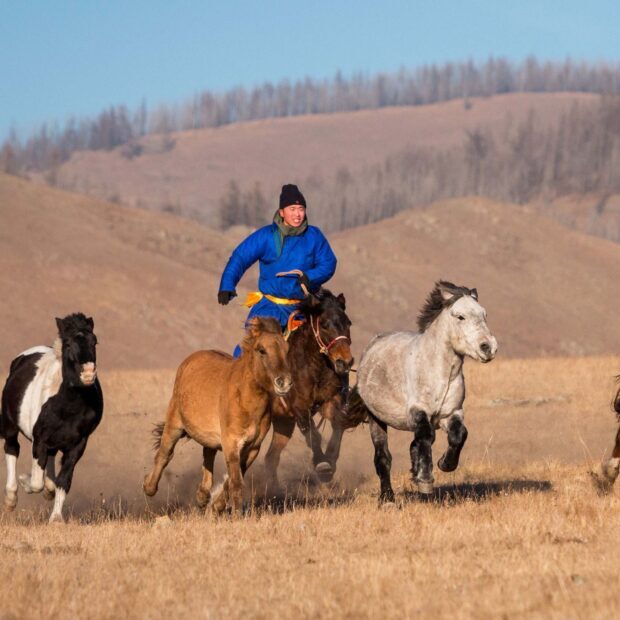 A Mongolian rider galloping with a group of horses in the open steppe
