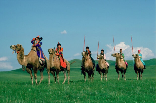 Mongolian riders in traditional clothing riding camels across the green grasslands of Mongolia