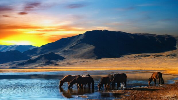 Horses drinking water near a mountain in Mongolia at sunset