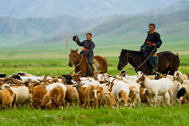 Mongolian herders riding horses and tending livestock in the grassland