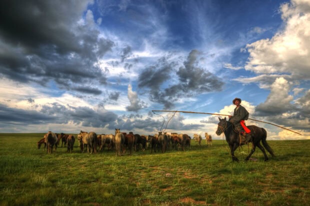 Mongolian herder riding a horse and guiding a herd of horses on a vast green grassland