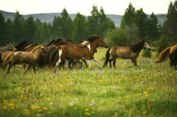 A herd of horses running across the Mongolian grassland under pine trees