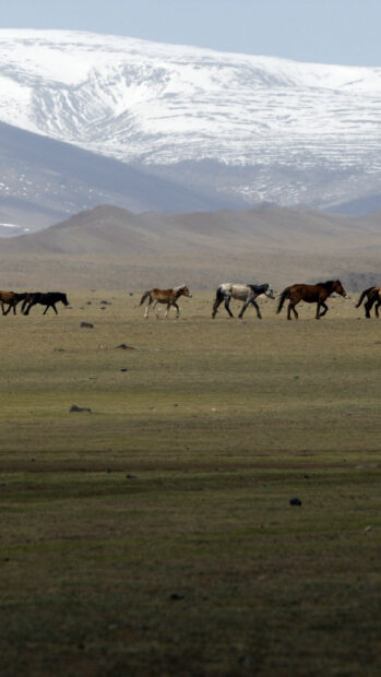A herd of horses walking across the plain under snowy mountains in Mongolia