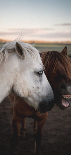 Two Mongolia horses standing close together in the field during sunset