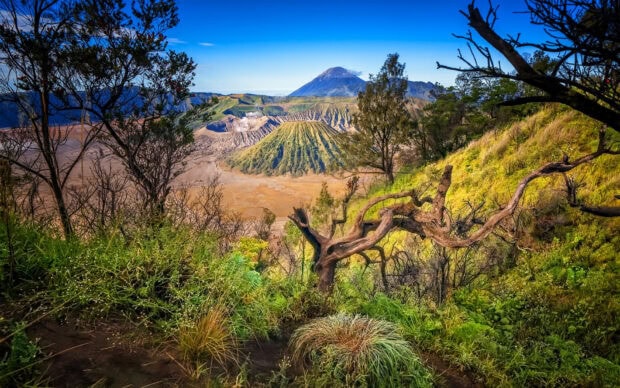 Volcanic landscape of Mount Bromo surrounded by lush green vegetation and clear blue sky