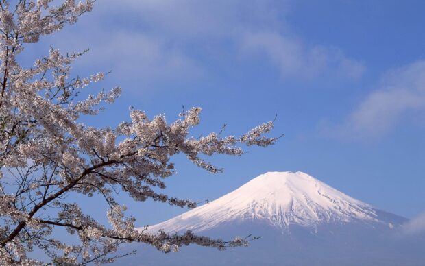 Snow capped Mount Fuji with blooming cherry blossoms under a clear blue sky