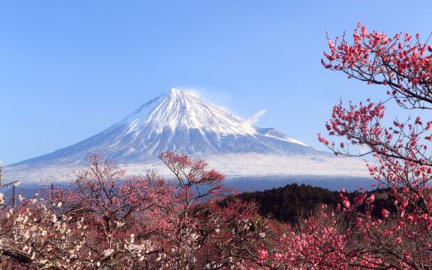 Snow capped Mount Fuji with blooming cherry blossoms in the foreground on a clear blue sky day