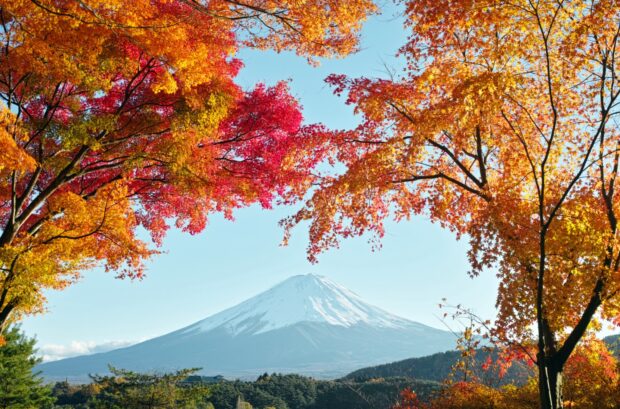 Snow capped Mount Fuji surrounded by colorful autumn leaves in bright daylight