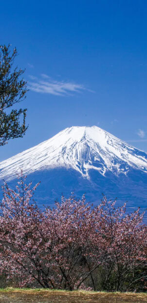 Cherry blossoms framing Mount Fuji on a clear day with a bright blue sky