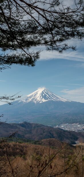 Snow capped Mount Fuji is seen behind dry trees and a distant town