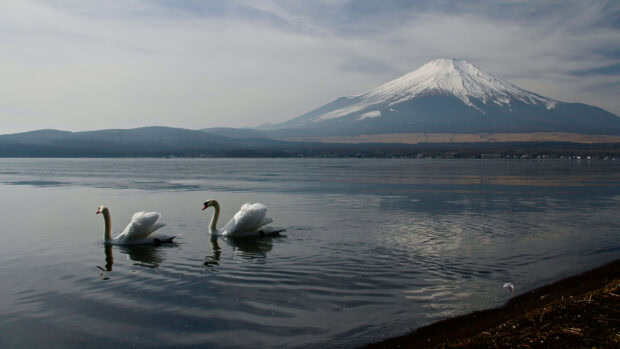 Two swans swimming on a lake with Mount Fuji in the background