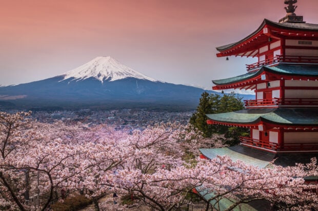 Mount Fuji with cherry blossoms and a traditional pagoda in the foreground at sunset