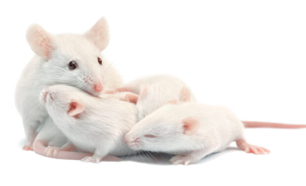 A group of white mice resting closely together on a white surface