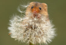 A small mouse sitting on a dandelion with its eyes looking forward