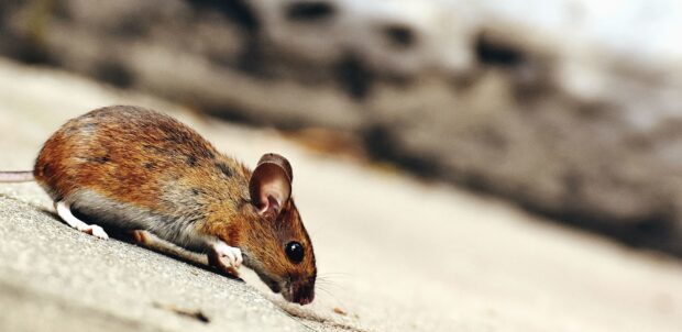 A small brown mouse with white underbelly walking cautiously on a concrete surface