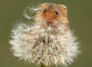 A small mouse sitting on a dandelion with its eyes looking forward