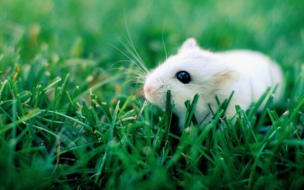 A white mouse resting quietly on green grass in a natural outdoor setting